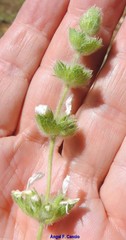 Sideritis hirsuta