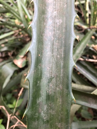 Bromelia pinguin image