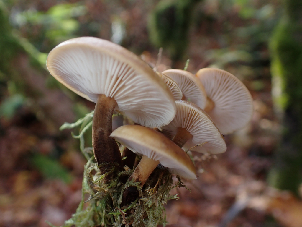 Flammulina filiformis