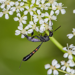 Gasteruption assectator