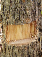 Cordia alliodora