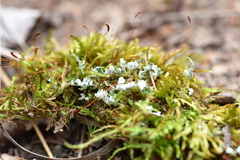 Cladonia turgida