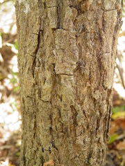 Cordia alliodora