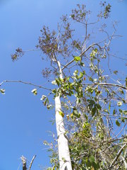 Cordia alliodora