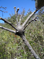 Cordia alliodora