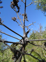 Cordia alliodora