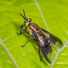 Chrysops frigidus