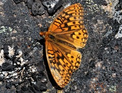 Speyeria egleis