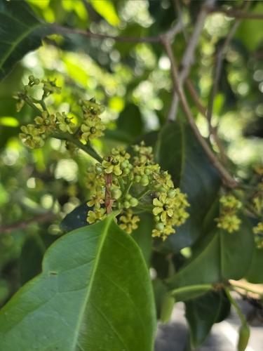 Salacia disepala, 2025-11-10