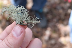 Usnea perplexans