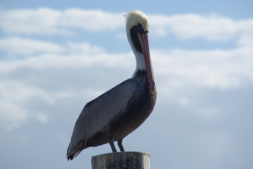 Brown Pelican