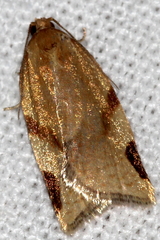 Paramesia gnomana
