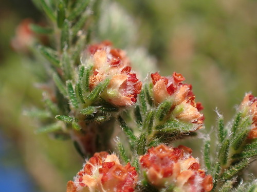 Highlife Heath (Erica altiphila)