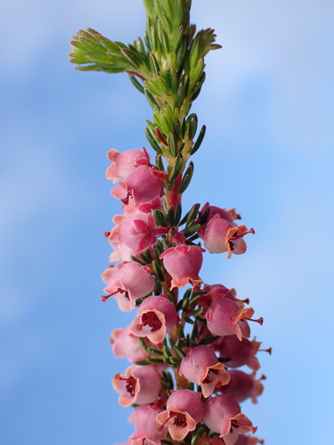 Hottentot Heath (Erica hottentotica)
