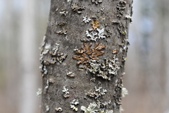 Melanohalea septentrionalis