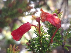 Rhododendron ericoides