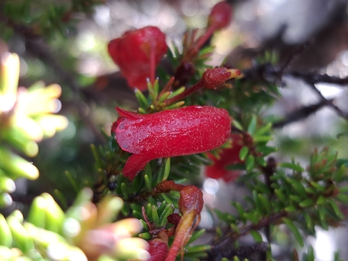 Rhododendron ericoides, photograph 1