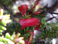 (c) vrxz, some rights reserved (CC BY-SA) Rhododendron ericoides, photograph (c) vrxz, some rights reserved (CC BY-SA)