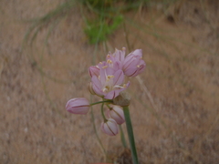 Allium mongolicum