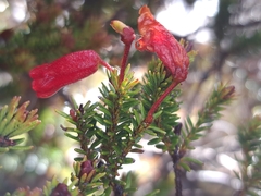 (c) vrxz, some rights reserved (CC BY-SA) Rhododendron ericoides, photograph (c) vrxz, some rights reserved (CC BY-SA)