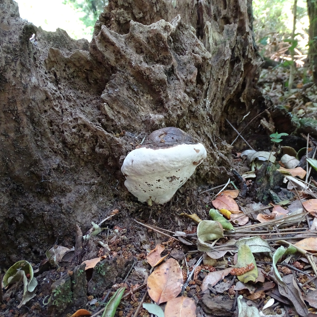Ganoderma australe · January 2020 · photo: © cristianriquelme (iNaturalist, cc-by)