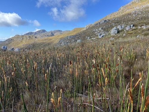 Rocket Reed (Elegia mucronata)