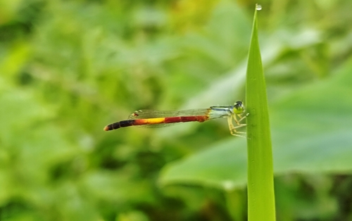 Pixie Dartlet
