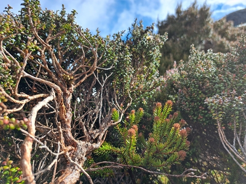 Rhododendron ericoides, photograph 5