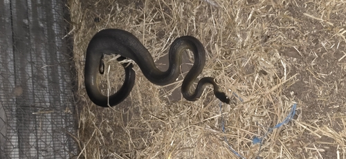 Water Python sighting