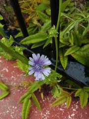 Cichorium endivia