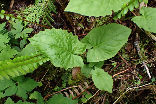 western rattlesnake root (Nabalus hastatus)