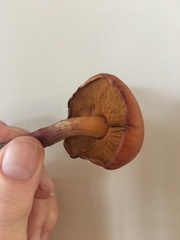 Gymnopilus luteofolius