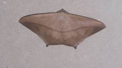 Prochoerodes onustaria