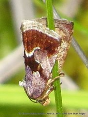 Deltote bellicula