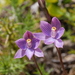 Toothed Thelymitra - Photo (c) mattward, some rights reserved (CC BY-NC), uploaded by mattward