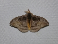Hylesia annulata