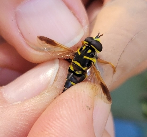 Unknown species found near Sunshine, St Gabriel, LA 70780, USA