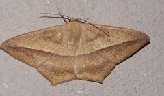 Prochoerodes cristata