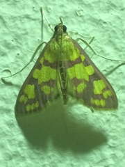 Stenochora lancinalis