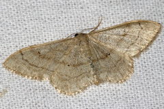 Idaea deversaria