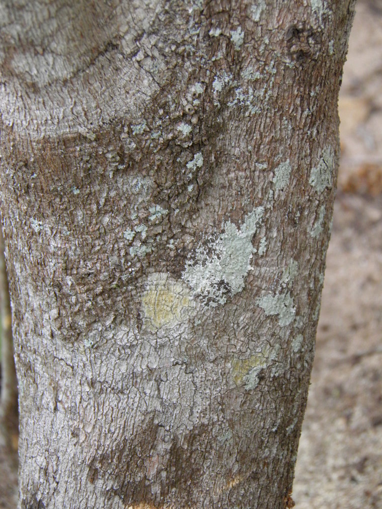 Hyperbaena ilicifolia (Hyperbaena ilicifolia)