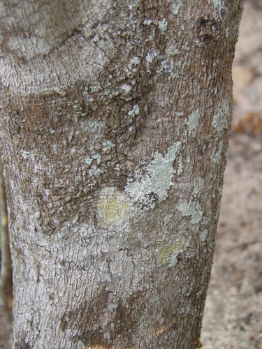 Hyperbaena ilicifolia (Hyperbaena ilicifolia)