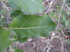 Hyperbaena ilicifolia