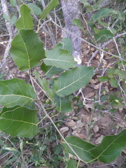 Hyperbaena ilicifolia
