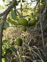 Hyperbaena ilicifolia
