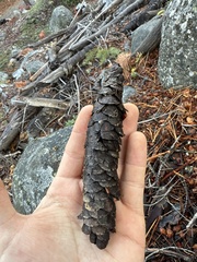 (c) Justin Paulin, some rights reserved (CC BY) Picea breweriana, photograph (c) Justin Paulin, some rights reserved (CC BY)