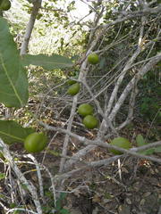 Hyperbaena ilicifolia