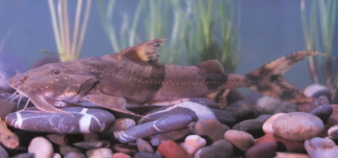 Goonch catfish (Bagarius yarrelli)