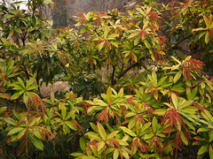 Pieris formosa