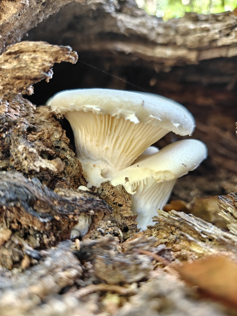 Pleurotus levis · November 2025 · photo: © ansilbr (iNaturalist, cc-by)